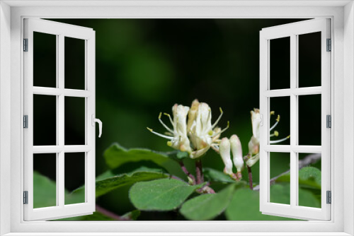 Fototapeta Naklejka Na Ścianę Okno 3D - Close-up of the white small flowers of the red honeysuckle. The leaves of the bush are green and round. There is space for text at the top