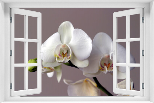 Fototapeta Naklejka Na Ścianę Okno 3D - Orchid photographed indoors, diffuse lighting