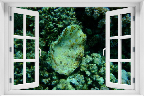 Fototapeta Naklejka Na Ścianę Okno 3D - Oyster sea shell undersea, Red Sea, Egypt, Sharm El Sheikh, Nabq Bay