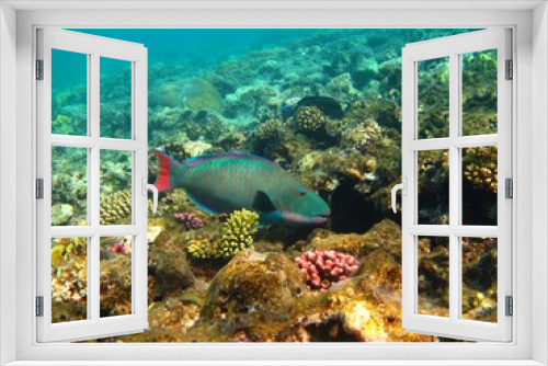 Fototapeta Naklejka Na Ścianę Okno 3D - Colorful parrotfish and corals on the coral reef. Healthy corals and fish. Scuba diving with wild marine life, underwater photography. Tropical wildlife in the shallow ocean, travel photo.