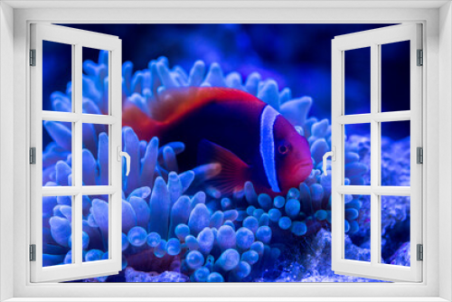 Fototapeta Naklejka Na Ścianę Okno 3D - Tomato Clownfish and host anemone in underwater