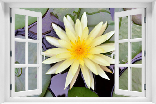 Fototapeta Naklejka Na Ścianę Okno 3D - flowers bloom