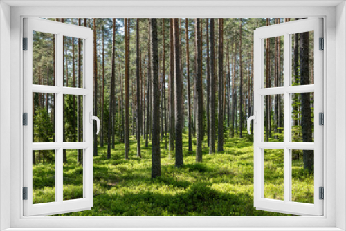 Fototapeta Naklejka Na Ścianę Okno 3D - Background pine forest with green lush bluberry grass