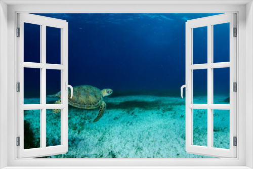 Fototapeta Naklejka Na Ścianę Okno 3D - Sea turtle, Caribbean.