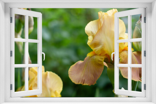 Fototapeta Naklejka Na Ścianę Okno 3D - yellow iris