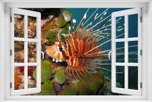 Fototapeta Naklejka Na Ścianę Okno 3D - Antennata Lionfish