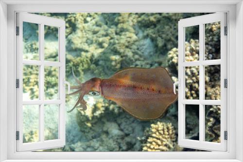 Fototapeta Naklejka Na Ścianę Okno 3D - Bigfin reef squid (glitter squid, oval squid) - Sepioteuthis lessoniana