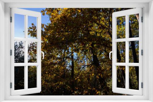 Fototapeta Naklejka Na Ścianę Okno 3D - Oak tree in autumn leaf fall in sunny weather