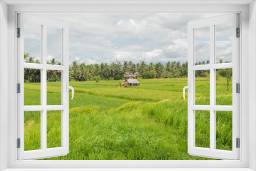 Fototapeta Naklejka Na Ścianę Okno 3D - Rice fields in countryside, Ubud, Bali, Indonesia, green grass, cloudy sky