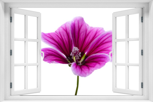 Fototapeta Naklejka Na Ścianę Okno 3D - lilac geranium isolated