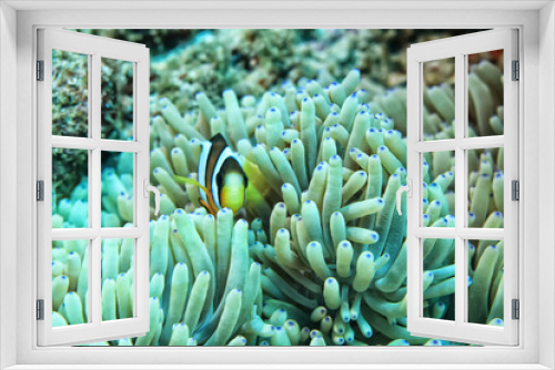 Fototapeta Naklejka Na Ścianę Okno 3D - anemone actinia texture underwater reef sea coral