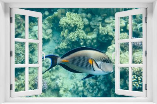 Fototapeta Naklejka Na Ścianę Okno 3D - Surgeonfish, red sea coral reef. Egypt