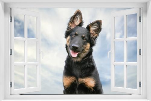 Fototapeta Naklejka Na Ścianę Okno 3D - German Shepherd
