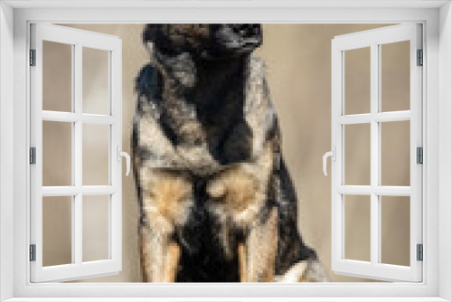 Fototapeta Naklejka Na Ścianę Okno 3D - German Shepherd