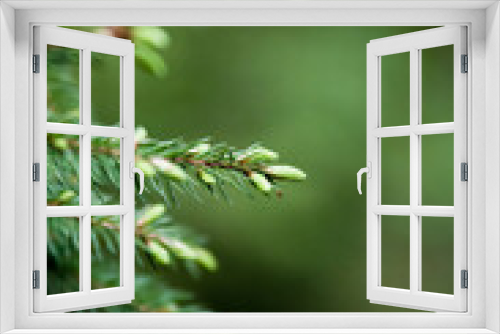 Fototapeta Naklejka Na Ścianę Okno 3D - Zielone liście, kwiaty , łąka kwietna, odcienie zieleni, art