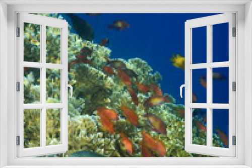 Fototapeta Naklejka Na Ścianę Okno 3D - Rafa koralowa w Egipcie