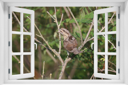 Fototapeta Naklejka Na Ścianę Okno 3D - Male Eurasian wryneck or northern wryneck (Jynx torquilla) sitting on the branches of a bush in a dense forest. The defining features and details of the plumage of a bird are clearly visible.