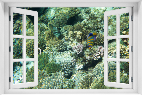 Fototapeta Naklejka Na Ścianę Okno 3D - View of coral reef in Sharm El Sheik