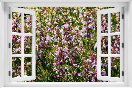 Fototapeta Naklejka Na Ścianę Okno 3D - Beautiful Flower, Purple Sage Flowers or Salvia Flowers with Green Leaves in The Garden.