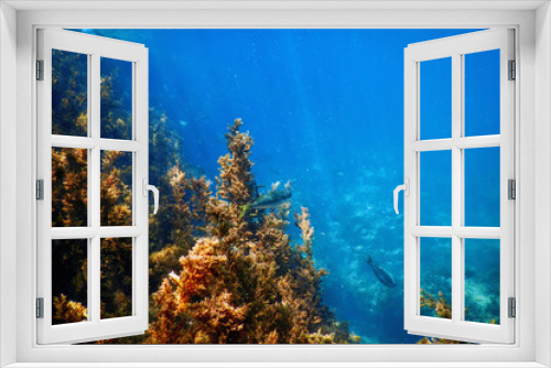 Fototapeta Naklejka Na Ścianę Okno 3D - Seaweed, Seaweed Underwater, Seaweed Shallow Water