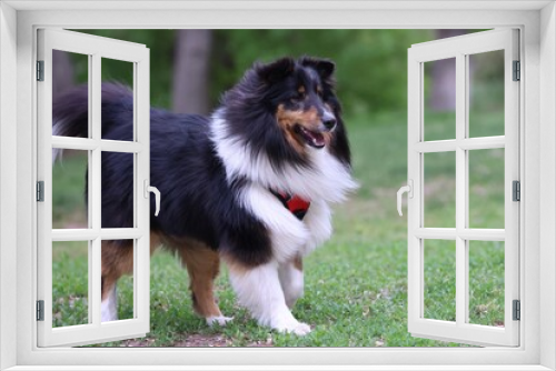 Fototapeta Naklejka Na Ścianę Okno 3D - Black Tri Shetland Sheepdog in the park