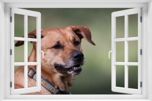 Fototapeta Naklejka Na Ścianę Okno 3D - Portrait of a black mouth cur dog 