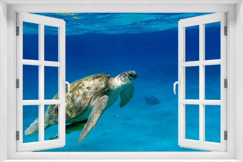 Fototapeta Naklejka Na Ścianę Okno 3D - Big Green turtle on the reefs of the Red Sea.
Green turtles are the largest of all sea turtles. A typical adult is 3 to 4 feet long and weighs between 300 and 350 pounds.
