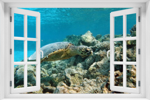 Fototapeta Naklejka Na Ścianę Okno 3D - Hawksbill sea turtle (CR species) Hawksbill Turtle - Eretmochelys imbricata.
Sea turtles . Great Reef Turtle .Bissa.
