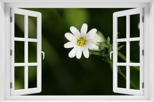 Fototapeta Naklejka Na Ścianę Okno 3D - Starflower lanceolate flowers in early spring