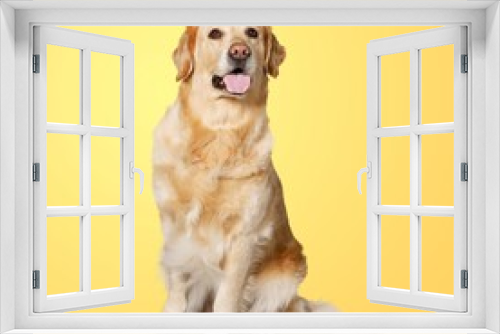 Fototapeta Naklejka Na Ścianę Okno 3D - Happy sitting smart dog posing