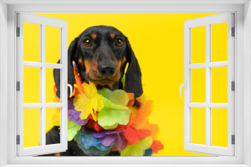 Fototapeta Naklejka Na Ścianę Okno 3D - A close-up of a black dachshund dog on a vibrant yellow background, wearing a colorful Hawaiian lei, eagerly preparing for a fun-filled vacation, poster for advertising