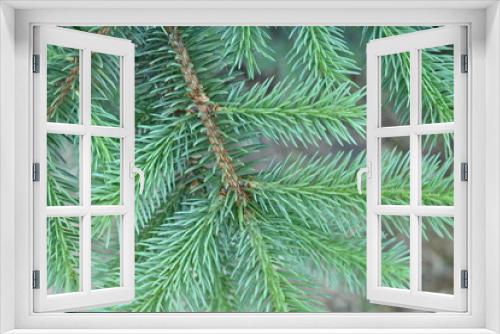 Fototapeta Naklejka Na Ścianę Okno 3D - short needles of a coniferous tree close-up on a green background, texture of needles of a Christmas tree close-up, blue pine branches, texture of pine needles, green branches of a pine tree close-up