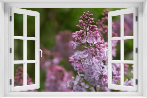 Fototapeta Naklejka Na Ścianę Okno 3D - Beautiful lilac flowers blooming in the garden 02
