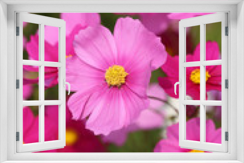 Fototapeta Naklejka Na Ścianę Okno 3D - beautiful cosmos flower
