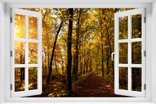 Fototapeta Naklejka Na Ścianę Okno 3D - Autumn sunny forest nature. Vivid day in colorful forest with sun rays through branches of trees. Scenery of nature with sunlight.