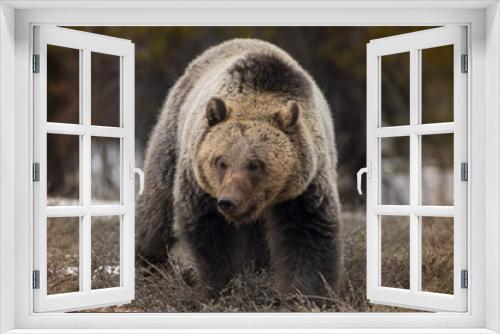 Fototapeta Naklejka Na Ścianę Okno 3D - Close-up Grizzly Bear