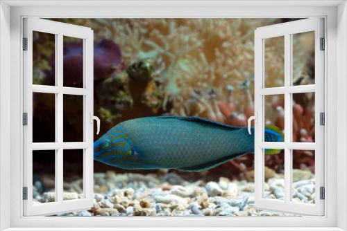 Fototapeta Naklejka Na Ścianę Okno 3D - Neon blue parrot fish in a coral reef