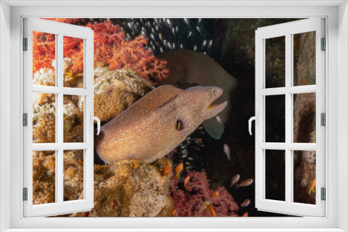 Fototapeta Naklejka Na Ścianę Okno 3D - Moray eel Mooray lycodontis undulatus in the Red Sea, Eilat Israel
