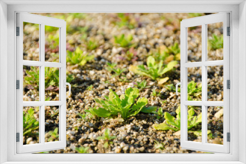 Fototapeta Naklejka Na Ścianę Okno 3D - seedlings of early spring grass