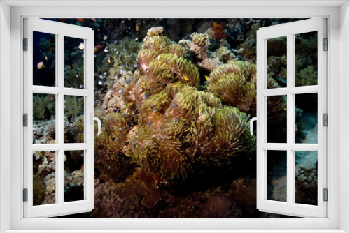 Fototapeta Naklejka Na Ścianę Okno 3D - anemone and anemonefish