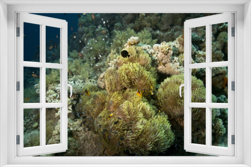 Fototapeta Naklejka Na Ścianę Okno 3D - anemone and anemonefish