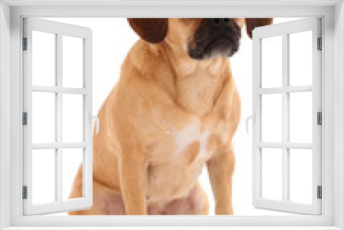 Fototapeta Naklejka Na Ścianę Okno 3D - Hund im Studio
