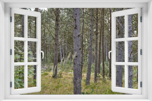 Fototapeta Naklejka Na Ścianę Okno 3D - Nature, trees and countryside, forest and outdoor sustainable landscape. Plants, woods and natural land in spring with vegetation, grass or jungle, bush and eco friendly environment in Switzerland.