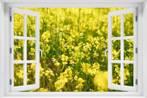 Fototapeta Naklejka Na Ścianę Okno 3D - Background of yellow rapeseed or canola flowers. Canola field, blooming canola flowers close-up. Bright yellow rapeseed oil. blooming rapeseed