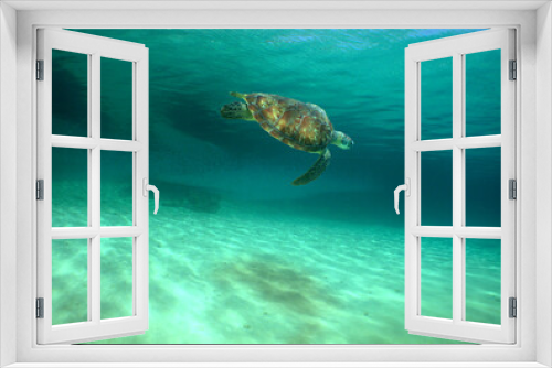 Fototapeta Naklejka Na Ścianę Okno 3D - a beautiful sea turtle in the crystal clear waters of the caribbean sea