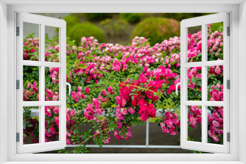 Fototapeta Naklejka Na Ścianę Okno 3D - 旧古河庭園に咲くバラの花