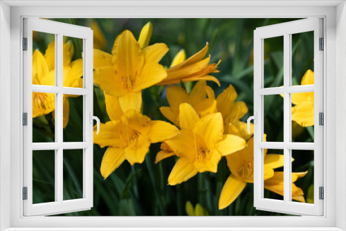 Fototapeta Naklejka Na Ścianę Okno 3D - Yellow and orange day-lily garden flowers growing under sunlight. Daylily Hemerocallis or Stella D'Oro Reblooming Daylily flower close up. Vivid inflorescences of flowering plant