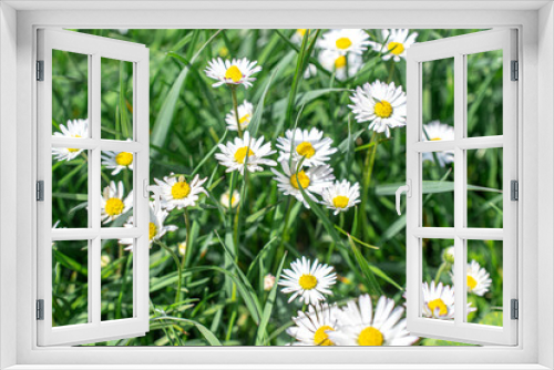 Fototapeta Naklejka Na Ścianę Okno 3D - picture of chamomile in the meadow