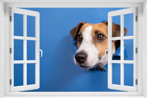 Fototapeta Naklejka Na Ścianę Okno 3D - Funny dog jack russell terrier leans out of a hole in a paper blue background. 