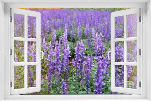 Fototapeta Naklejka Na Ścianę Okno 3D - Close up of beautiful violet lavender flowers in the garden.